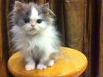 Semi Flat Face Persian Kitten Cat - Persian Cat