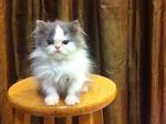 Semi Flat Face Persian Kitten Cat - Persian Cat