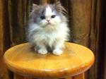 Semi Flat Face Persian Kitten Cat - Persian Cat