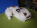 PF28848 - Lionhead Rabbit