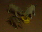 4 of dem...pls sum1 adopt pls...