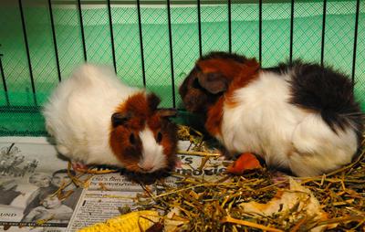 Fry And Leela - Guinea Pig Small & Furry