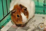 Fry And Leela - Guinea Pig Small & Furry