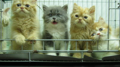 Persian Kittens Sold - 9 Years 10 Months, Malacca Persian Kittens 