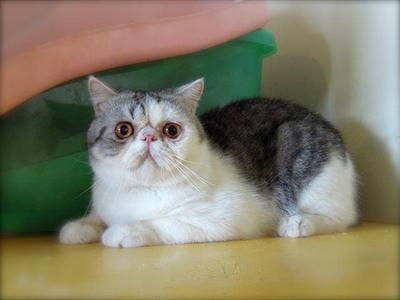 Exotic Shorthair Cat Sold - 1 Year 3 Months, Cfa Silver Tabby & White ...