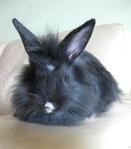 PF29296 - Lionhead Rabbit