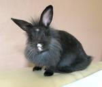 PF29296 - Lionhead Rabbit