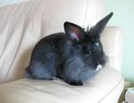 PF29296 - Lionhead Rabbit