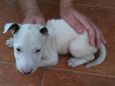 Mini Bull Terrier - Bull Terrier Dog