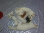 8 Little Kittys.... - Domestic Short Hair + Domestic Medium Hair Cat