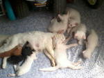 8 Little Kittys.... - Domestic Short Hair + Domestic Medium Hair Cat