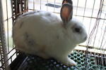 male bunny.15mth