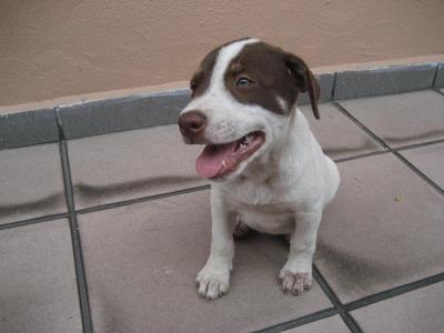 Bigfoot - Collie Mix Dog