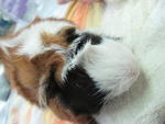 Cookie Girl - Guinea Pig Small & Furry