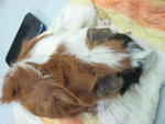 Cookie Girl - Guinea Pig Small & Furry