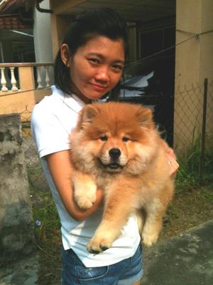 Christmas - Chow Chow Dog