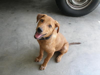 Hugo - Mixed Breed Dog