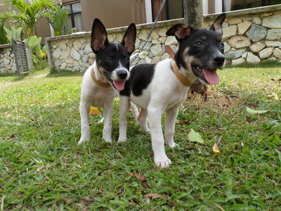 Trappy And Helen - Mixed Breed Dog