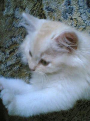 Snow - Persian + Ragdoll Cat