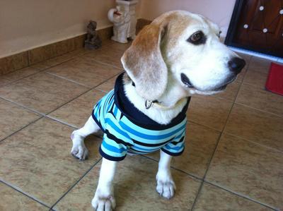 Sam - Beagle Dog