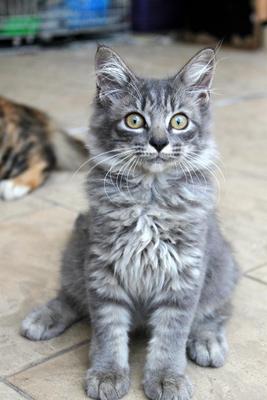 PF29997 - Maine Coon Cat