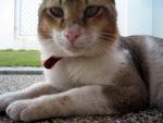 Tuah - Domestic Short Hair Cat