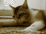 Tuah - Domestic Short Hair Cat