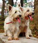 Mini &amp; Troy - West Highland White Terrier Westie Dog