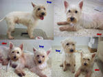 Mini &amp; Troy - West Highland White Terrier Westie Dog