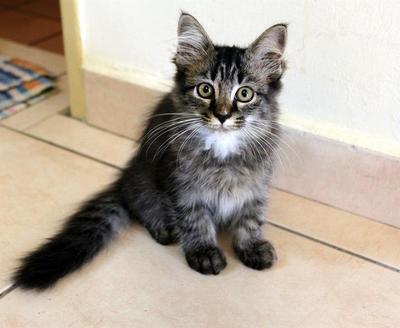 PF30000 - Maine Coon Cat