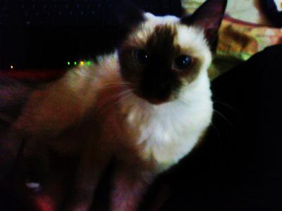 Chiteh - Siamese + Persian Cat