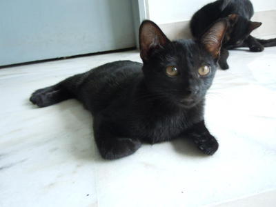 3 Beautiful Black Kittens - Tabby Cat