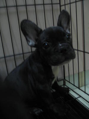 French Bulldog - French Bulldog Dog