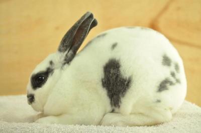 Mini Rex - Broken Blue - Mini Rex Rabbit