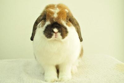 Holland Lop - Broken Tort 16 - Holland Lop Rabbit