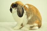 Holland Lop - Broken Tort 16 - Holland Lop Rabbit