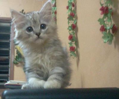 J Lo - Sold To En. Alif (19/04) Tq - Persian Cat