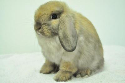 Holland Lop - Tort 17 - Netherland Dwarf Rabbit