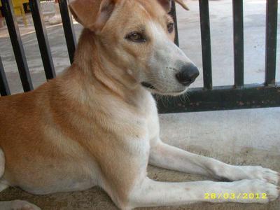 Patches The Cherating Dog - Mixed Breed Dog