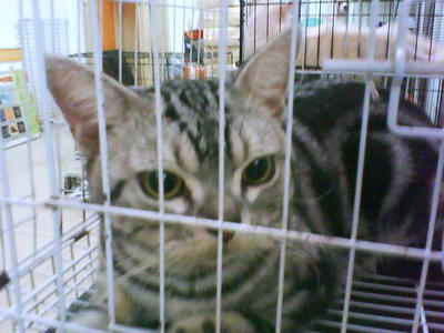 The 3 Musketeers (Ash) - American Shorthair Cat