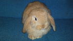 Anak Arnab  - Holland Lop + Lop Eared Rabbit