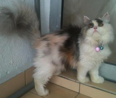 Lola-persian - Persian Cat