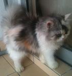 Lola-persian - Persian Cat