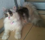 Lola-persian - Persian Cat