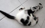 Cow-patterned kitten playing with cow-patterned cat toy.