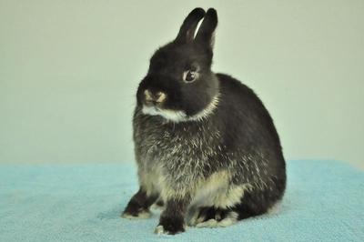 Netherland Dwarf - Black Otter 34 - Netherland Dwarf Rabbit