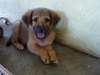 Sally, Kelly, Welly And Cherry  - Mixed Breed Dog