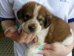 1) Male - White & Brown (Adopted)