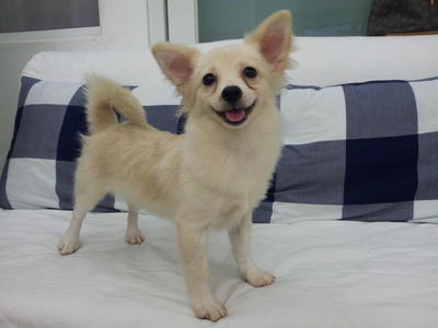 Momo  For Sale - Last One Left - Pomeranian Dog