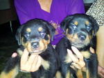 Rottweiler Pups - Rottweiler Dog